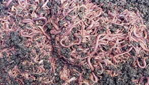 just worms